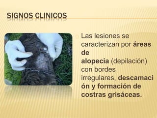 SIGNOS CLINICOS 
Las lesiones se 
caracterizan por áreas 
de 
alopecia (depilación) 
con bordes 
irregulares, descamaci 
ón y formación de 
costras grisáceas. 
 