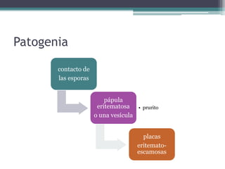 Patogenia
contacto de
las esporas
pápula
eritematosa
o una vesícula
• prurito
placas
eritemato-
escamosas
 