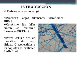 INTRODUCCION
 Pertenecen al reino Fungi
Producen largos filamentos ramificados;
HIFAS.
Conforme las hifas
crecen se ramifican
formando MICELIOS.
Pared celular rica en
queratina da gran
rigidez. Glucopeptidos y
manoproteinas confieren
flexibilidad
 