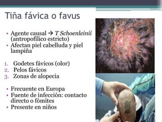 Tiña fávica o favus
• Agente causal  T Schoenleinii
(antropofílico estricto)
• Afectan piel cabelluda y piel
lampiña
1. Godetes fávicos (olor)
2. Pelos fávicos
3. Zonas de alopecia
• Frecuente en Europa
• Fuente de infección: contacto
directo o fómites
• Presente en niños
 