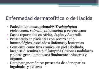 Enfermedad dermatofítica o de Hadida
• Padecimiento excepcional Trichophyton
violeaceum, rubrum, schoenleinii y verrucosum
• Casos reportados en África, Japón y Australia
• Presentado en pacientes con severo daño
inmunológico, asociado a linfomas y leucemias
• Comienza como tiña crónica, en piel cabelluda,
luego se disemina a piel lampiña (lesiones nodulares
y placas granulomatosas) finalmente a vísceras y
órganos
• Dato patognomónico: presencia de adenopatías
inguinales y axilares
 