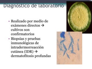 Diagnóstico de laboratorio
• Realizado por medio de
exámenes directos 
cultivos son
confirmatorios
• Biopsias y pruebas
inmunológicas de
intradermorreacción
cutánea (IDR) 
dermatofitosis profundas
 