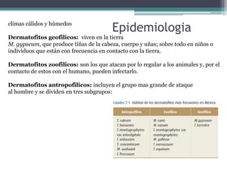 Epidemiologiaclimas cálidos y húmedos
Dermatofitos geofilicos: viven en la tierra
M. gypseum, que produce tiñas de la cabeza, cuerpo y uñas; sobre todo en niños o
individuos que están con frecuencia en contacto con la tierra.
Dermatofitos zoofilicos: son los que atacan por lo regular a los animales y, por el
contacto de estos con el humano, pueden infectarlo.
Dermatofitos antropofilicos: incluyen el grupo mas grande de ataque
al hombre y se dividen en tres subgrupos:
 