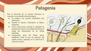 Patogenia
Para el desarrollo de un proceso infeccioso es
necesario: una cantidad mínima de esporas.
● Se produce una reacción inﬂamatoria tipo
tuberculina.
● Durante la reacción inﬂamatoria se liberan
citotoxinas.
● Como consecuencia aumenta la velocidad de
reproducción celular con el objeto de eliminar al
hongo por descamación de las células
infectadas.
● Componente sérico SIF (Factor sérico
inhibitorio), limita el área de extensión del
estrato córneo y participa en el control de la
infección micótica.
9
 