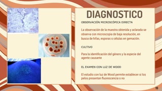 OBSERVACIÓN MICROSCÓPICA DIRECTA
La observación de la muestra obtenida y aclarada se
observa con microscopia de baja resolución, en
busca de hifas, esporas o células en gemación.
CULTIVO
Para la identiﬁcación del género y la especie del
agente causante
EL EXAMEN CON LUZ DE WOOD
El estudio con luz de Wood permite establecer si los
pelos presentan ﬂuorescencia o no
DIAGNOSTICO
19
 
