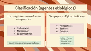 Clasiﬁcación (agentes etiológicos)
Los tres géneros que conforman
este grupo son:
● Trichophyton
● Microsporum
● Epidermophyton
Tres grupos ecológicos clasiﬁcados:
Estos 3 géneros se llaman dermatoﬁtos.
● Antropofílicos
● Zoofílicos
● Geofílicos
Antropo = Humano
Zoo = Animal
Geo = Tierra /suelo
Filia = Atracción
2
 