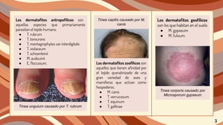 Los dermatoﬁtos antropofílicos son
aquellas especies que primariamente
parasitan el tejido humano.
● T. rubrum
● T. tonsurans
● T. mentagrophytes var interdigitale
● T. violaceum
● T. schoenleinii
● M. audouinii
● E. ﬂoccosum. Los dermatoﬁtos zoofílicos son
aquellos que tienen aﬁnidad por
el tejido queratinizado de una
gran variedad de aves y
mamíferos que actúan como
hospederos.
● M. canis
● T. verrucosum
● T. equinum
● T. gallinae
Los dermatoﬁtos geofílicos
son los que habitan en el suelo
● M. gypseum
● M. fulvum.
Tinea unguium causado por T. rubrum
Tinea capitis causado por M.
canis
Tinea corporis causado por
Microsporum gypseum
3
 