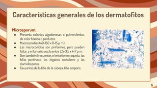 Características generales de los dermatoﬁtos
Microsporum:
● Presenta colonias algodonosas o pulverulentas,
de color blanco o parduzco.
● Macroconidias (40-150 x 8-15 µ m)
● Las microconidias son piriformes, pero pueden
faltar, y el tamaño oscila entre 2,5-3,5 x 4-7 µ m.
● Son también frecuentes el micelio en raqueta, las
hifas pectíneas, los órganos nodulares y las
clamidosporas.
● Causantes de la tiña de la cabeza, tiña corporis.
5
 