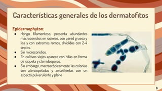 Características generales de los dermatoﬁtos
Epidermophyton:
● Hongo ﬁlamentoso, presenta abundantes
macroconidios en racimos, con pared gruesa y
lisa y con extremos romos, divididos con 2-4
septos.
● Sin microconidios.
● En cultivos viejos aparece con hifas en forma
de raqueta y clamidosporas.
● Sin embargo, macroscópicamente las colonias
son aterciopeladas y amarillentas con un
aspecto pulverulento y plano
6
 