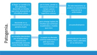 Patogenia. Al llegar un conidio a la
piel cabelluda,
desarrolla un micelio
que crece alcanzando el
infundíbulo piloso
desciende en su
revestimiento córneo y
penetra al pelo
los micelios descienden
por el bulbo piloso
hasta la zona
queratinizada conocida
como línea de Adams.
La papila no afectada
continúa elaborando el
pelo que crece
normalmente
pero emerge repleto de
micelios que continúan
invadiéndola a medida
que crece
por lo tanto, pierde su
estructura normal y se
rompe a pocos
milímetros de la
superficie cutánea.
De este mecanismo se
produce la característica
esencial de la
enfermedad
una pseudoalopecia
constituida por los pelos
cortos, rotos y alterados
en su estructura.
 