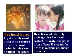 The head louse:           Head lice need relatively
Physical evidence of      prolonged head-to-bead
living lice is required   contact. Estimates suggest it
before treatment          takes of least 30 seconds for
begins, but they con      lice to move from one beside
be difficult to detect    to another
 
