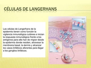 Células de Langerhans