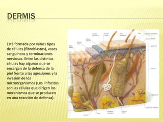 DermisEstá formada por varios tipos de células (fibroblastos), vasos sanguíneos y terminaciones nerviosas. Entre las distintas células hay algunas que se encargan de la defensa de la piel frente a las agresiones y la invasión de los microorganismos (Los linfocitos son las células que dirigen los mecanismos que se producen en una reacción de defensa).