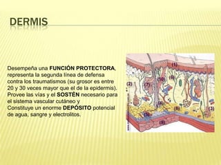 DermisDesempeña una FUNCIÓN PROTECTORA, representa la segunda línea de defensa contra los traumatismos (su grosor es entre 20 y 30 veces mayor que el de la epidermis). Provee las vías y el SOSTÉN necesario para el sistema vascular cutáneo y Constituye un enorme DEPÓSITO potencial de agua, sangre y electrolitos.