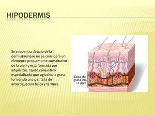 HipodermisSe encuentra debajo de la dermis(aunque no se considera un elemento propiamente constitutivo de la piel) y está formada por adipocitos, tejido conjuntivo especializado que aglutina la grasa formando una pantalla de amortiguación física y térmica.