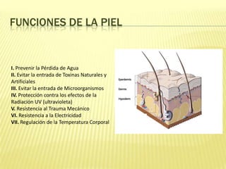 Funciones de la pielI. Prevenir la Pérdida de Agua II. Evitar la entrada de Toxinas Naturales y Artificiales III. Evitar la entrada de Microorganismos IV. Protección contra los efectos de la Radiación UV (ultravioleta)V. Resistencia al Trauma Mecánico VI. Resistencia a la Electricidad VII. Regulación de la Temperatura Corporal 
