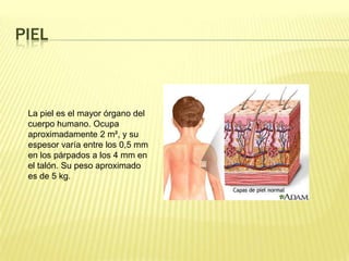 PielLa piel es el mayor órgano del cuerpo humano. Ocupa aproximadamente 2 m², y su espesor varía entre los 0,5 mm en los párpados a los 4 mm en el talón. Su peso aproximado es de 5 kg.