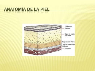 Anatomía de la piel