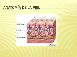 Anatomía de la piel