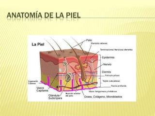 Anatomía de la piel