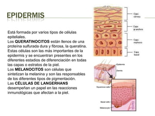 Está formada por varios tipos de células epiteliales. Los QUERATINOCITOS están llenos de una proteína sulfurada dura y fibrosa, la queratina. Estas células son las más importantes de la epidermis y se encuentran presentes en los diferentes estadios de diferenciación en todas las capas o estratos de la piel. Los MELANOCITOS son células que sintetizan la melanina y son las responsables de los diferentes tipos de pigmentación. Las CÉLULAS DE LANGERHANS desempeñan un papel en las reacciones inmunológicas que afectan a la piel. Epidermis