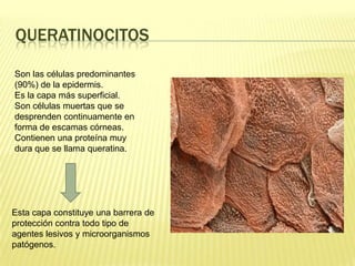 QueratinocitosSon las células predominantes (90%) de la epidermis.Es la capa más superficial.Son células muertas que se desprenden continuamente en forma de escamas córneas.Contienen una proteína muy dura que se llama queratina.Esta capa constituye una barrera de protección contra todo tipo de agentes lesivos y microorganismos patógenos.