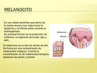 MelanocitoEs una célula dendrítica que deriva de la cresta neural y que migra hacia la epidermis y el folículo piloso durante la embriogénesis.Su principal función es la producción de melanina, un pigmento de la piel, ojos y pelo.El melanoma es un tipo de cáncer de piel. Se forma por una concentración de melanocitos malignos. Cuando la concentración es de melanocitos benignos aparecen las pecas y lunares.