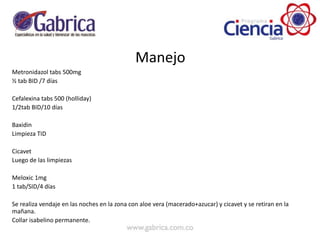 Manejo
Metronidazol tabs 500mg
½ tab BID /7 días
Cefalexina tabs 500 (holliday)
1/2tab BID/10 días
Baxidin
Limpieza TID
Cicavet
Luego de las limpiezas
Meloxic 1mg
1 tab/SID/4 días
Se realiza vendaje en las noches en la zona con aloe vera (macerado+azucar) y cicavet y se retiran en la
mañana.
Collar isabelino permanente.
 