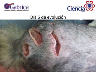 Día 5 de evolución
 