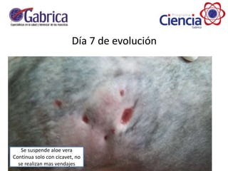 Día 7 de evolución
Se suspende aloe vera
Continua solo con cicavet, no
se realizan mas vendajes
 