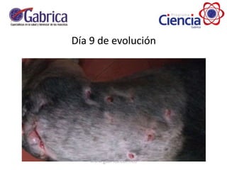Día 9 de evolución
 
