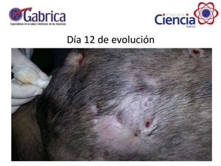 Día 12 de evolución
 