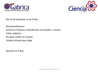 Día 12 de evolución se da el alta
Recomendaciones:
Continuar limpieza y desinfección con baxidin + cicavet
Collar isabelino
No dejar suelto en el pasto
Limpiar siempre que salga
Revisión en 4 días.
 