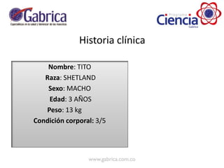 Nombre: TITO
Raza: SHETLAND
Sexo: MACHO
Edad: 3 AÑOS
Peso: 13 kg
Condición corporal: 3/5
Historia clínica
 