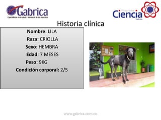 Nombre: LILA
Raza: CRIOLLA
Sexo: HEMBRA
Edad: 7 MESES
Peso: 9KG
Condición corporal: 2/5
Historia clínica
 