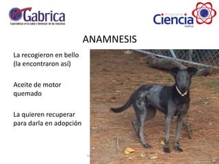 ANAMNESIS
La recogieron en bello
(la encontraron así)
Aceite de motor
quemado
La quieren recuperar
para darla en adopción
 