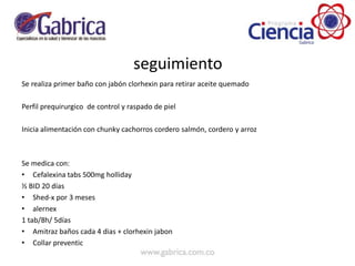 seguimiento
Se realiza primer baño con jabón clorhexin para retirar aceite quemado
Perfil prequirurgico de control y raspado de piel
Inicia alimentación con chunky cachorros cordero salmón, cordero y arroz
Se medica con:
• Cefalexina tabs 500mg holliday
½ BID 20 días
• Shed-x por 3 meses
• alernex
1 tab/8h/ 5días
• Amitraz baños cada 4 dias + clorhexin jabon
• Collar preventic
 
