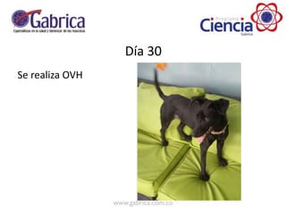 Día 30
Se realiza OVH
 