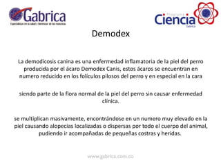Demodex
La demodicosis canina es una enfermedad inflamatoria de la piel del perro
producida por el ácaro Demodex Canis, estos ácaros se encuentran en
numero reducido en los folículos pilosos del perro y en especial en la cara
siendo parte de la flora normal de la piel del perro sin causar enfermedad
clínica.
se multiplican masivamente, encontrándose en un numero muy elevado en la
piel causando alopecias localizadas o dispersas por todo el cuerpo del animal,
pudiendo ir acompañadas de pequeñas costras y heridas.
 