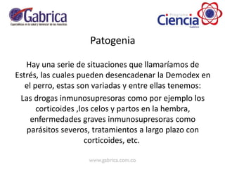 Patogenia
Hay una serie de situaciones que llamaríamos de
Estrés, las cuales pueden desencadenar la Demodex en
el perro, estas son variadas y entre ellas tenemos:
Las drogas inmunosupresoras como por ejemplo los
corticoides ,los celos y partos en la hembra,
enfermedades graves inmunosupresoras como
parásitos severos, tratamientos a largo plazo con
corticoides, etc.
 