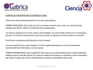 FORMAS DE PRESENTACIÓN DE DEMODEX CANIS
Existen dos formas de presentación en la sarna demodécica:
FORMA LOCALIZADA: Esta suele ocurrir en animales menores de un año y en un porcentaje
elevado (casi 90 por 100) se resuelve de forma espontanea.
Las lesiones aparecen en la cara cuello y extremidades, no suelo haber prurito (es un hormigueo
peculiar o irritación incómoda de la piel que conlleva un deseo de rascar la parte en cuestión).
Esta forma no presenta predisposición racial o sexual.
Un porcentaje de estos casos progresa a la forma generalizada que es la otra variedad de
presentación de la Demodex y es mas severa.
FORMA GENERALIZADA: Aquí si podemos decir que es una enfermedad severa y potencialmente
peligrosa para la vida del animal, las zonas de alopecia (sin pelo) son múltiples y están extendidas
por todo el cuerpo del animal, acompañadas de costras acompañada de prurito.
 