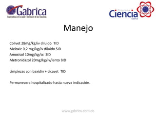 Manejo
Colivet 28mg/kg/iv diluido TID
Meloxic 0,2 mg/kg/iv diluido SID
Amoxisol 10mg/kg/sc SID
Metronidazol 20mg/kg/iv/lento BID
Limpiezas con baxidin + cicavet TID
Permanecera hospitalizado hasta nueva indicación.
 