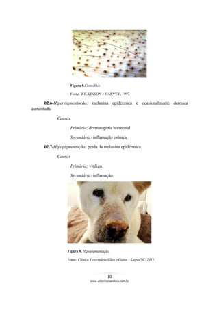 10
www.veterinariandocs.com.br
Figura 8.Comedões.
Fonte. WILKINSON e HARVEY, 1997.
02.6-Hiperpigmentação: melanina epidérmica e ocasionalmente dérmica
aumentada.
Causas
Primária: dermatopatia hormonal.
Secundária: inflamação crônica.
02.7-Hipopigmentação: perda da melanina epidérmica.
Causas
Primária: vitiligo.
Secundária: inflamação.
Figura 9. Hipopigmentação.
Fonte: Clínica Veterinária Cães e Gatos – Lages/SC, 2011.
 