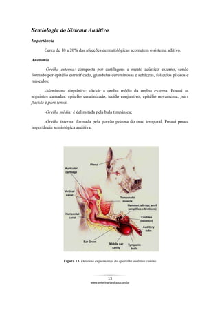 13
www.veterinariandocs.com.br
Semiologia do Sistema Auditivo
Importância
Cerca de 10 a 20% das afecções dermatológicas acometem o sistema aditivo.
Anatomia
-Orelha externa: composta por cartilagens e meato acústico externo, sendo
formado por epitélio estratificado, glândulas ceruminosas e sebáceas, folículos pilosos e
músculos;
-Membrana timpânica: divide a orelha média da orelha externa. Possui as
seguintes camadas: epitélio ceratinizado, tecido conjuntivo, epitélio novamente, pars
flacida e pars tensa;
-Orelha média: é delimitada pela bula timpânica;
-Orelha interna: formada pela porção petrosa do osso temporal. Possui pouca
importância semiológica auditiva;
Figura 13. Desenho esquemático do aparelho auditivo canino
 