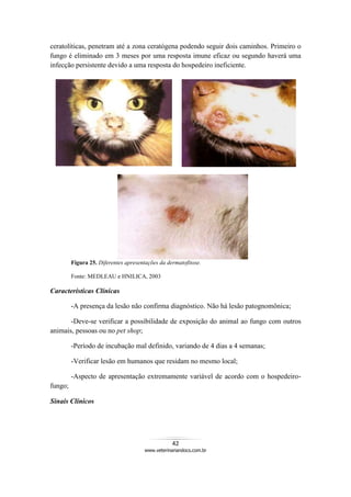 42
www.veterinariandocs.com.br
ceratolíticas, penetram até a zona ceratógena podendo seguir dois caminhos. Primeiro o
fungo é eliminado em 3 meses por uma resposta imune eficaz ou segundo haverá uma
infecção persistente devido a uma resposta do hospedeiro ineficiente.
Figura 25. Diferentes apresentações da dermatofitose.
Fonte: MEDLEAU e HNILICA, 2003
Características Clínicas
-A presença da lesão não confirma diagnóstico. Não há lesão patognomônica;
-Deve-se verificar a possibilidade de exposição do animal ao fungo com outros
animais, pessoas ou no pet shop;
-Período de incubação mal definido, variando de 4 dias a 4 semanas;
-Verificar lesão em humanos que residam no mesmo local;
-Aspecto de apresentação extremamente variável de acordo com o hospedeiro-
fungo;
Sinais Clínicos
 