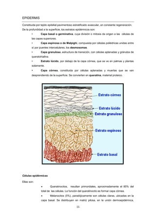 EPIDERMIS
Constituida por tejido epitelial pavimentoso estratificado avascular, en constante regeneración.
De la profundidad a la superficie, los estratos epidérmicos son:
• Capa basal o germinativa, cuya división o mitosis da origen a las células de
las capas superiores.
• Capa espinosa o de Malpighi, compuesta por células poliédricas unidas entre
sí por puentes intercelulares, los desmosomas.
• Capa granulosa, estructura de transición, con células aplanadas y gránulos de
queratohialina.
• Estrato lúcido, por debajo de la capa córnea, que se ve en palmas y plantas
solamente.
• Capa córnea, constituida por células aplanadas y muertas que se van
desprendiendo de la superficie. Se convierten en queratina, material proteico.
Células epidérmicas
Ellas son:
• Queratinocitos, resultan primordiales, aproximadamente el 85% del
total de las células. La función del queratinocito es formar capa córnea.
• Melanocitos (5%), paradójicamente son células claras, ubicadas en la
capa basal. Se distribuyen en matriz pilosa, en la unión dermoepidérmica,
11
 