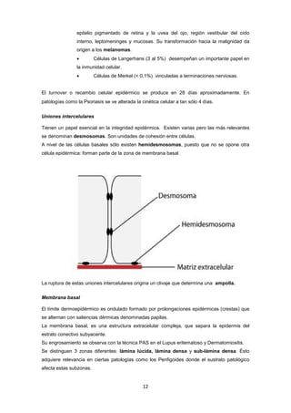 epitelio pigmentado de retina y la uvea del ojo, región vestibular del oído
interno, leptomeninges y mucosas. Su transformación hacia la malignidad da
origen a los melanomas.
• Células de Langerhans (3 al 5%) desempeñan un importante papel en
la inmunidad celular.
• Células de Merkel (< 0,1%) vinculadas a terminaciones nerviosas.
El turnover o recambio celular epidérmico se produce en 28 días aproximadamente. En
patologías como la Psoriasis se ve alterada la cinética celular a tan sólo 4 días.
Uniones intercelulares
Tienen un papel esencial en la integridad epidérmica. Existen varias pero las más relevantes
se denominan desmosomas. Son unidades de cohesión entre células.
A nivel de las células basales sólo existen hemidesmosomas, puesto que no se opone otra
célula epidérmica: forman parte de la zona de membrana basal.
La ruptura de estas uniones intercelulares origina un clivaje que determina una ampolla.
Membrana basal
El límite dermoepidérmico es ondulado formado por prolongaciones epidérmicas (crestas) que
se alternan con saliencias dérmicas denominadas papilas.
La membrana basal, es una estructura extracelular compleja, que separa la epidermis del
estrato conectivo subyacente.
Su engrosamiento se observa con la técnica PAS en el Lupus eritematoso y Dermatomiositis.
Se distinguen 3 zonas diferentes: lámina lúcida, lámina densa y sub-lámina densa. Ésto
adquiere relevancia en ciertas patologías como los Penfigoides donde el sustrato patológico
afecta estas subzonas.
12
 