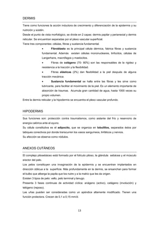 DERMIS
Tiene como funciones la acción inductora de crecimiento y diferenciación de la epidermis y su
nutrición y sostén.
Desde el punto de vista morfológico, se divide en 2 capas: dermis papilar y perianexial y dermis
reticular. Se encuentran separadas por el plexo vascular superficial.
Tiene tres componentes: células, fibras y sustancia fundamental.
• Fibroblasto es la principal célula dérmica, fabrica fibras y sustancia
fundamental. Además existen células mononucleares, linfocitos, células de
Langerhans, macrófagos y mastocitos.
• Fibras de colágeno (70- 80%) son las responsables de la rigidez y
resistencia a la tracción y la flexibilidad.
• Fibras elásticas (2%) dan flexibilidad a la piel después de alguna
tracción mecánica.
• Sustancia fundamental se halla entre las fibras y les sirve como
lubricante, para facilitar el movimiento de la piel. Es un elemento importante de
absorción de traumas. Acumula gran cantidad de agua, hasta 1000 veces su
propio volumen.
Entre la dermis reticular y la hipodermis se encuentra el plexo vascular profundo.
HIPODERMIS
Sus funciones son: protección contra traumatismos, como aislante del frío y reservorio de
energía calórica ante el ayuno.
Su célula constitutiva es el adipocito, que se organiza en lobulillos, separados éstos por
tabiques conectivos por donde transcurren los vasos sanguíneos, linfáticos y nervios.
Su afección se observa como nódulos.
ANEXOS CUTÁNEOS
El complejo pilosebáceo está formado por el folículo piloso, la glándula sebácea y el músculo
erector del pelo.
Los pelos constituyen una invaginación de la epidermis y se encuentran implantados en
dirección oblicua a la superficie. Más profundamente en la dermis, se ensanchan para formar
el bulbo que alberga la papila que los nutre y a la matriz que les da origen.
Existen 3 tipos de pelo: vello, pelo terminal y lanugo.
Presenta 3 fases continuas de actividad cíclica: anágeno (activo), catágeno (involución) y
telógeno (reposo).
Las uñas pueden ser consideradas como un apéndice altamente modificado. Tienen una
función protectora. Crecen de 0,1 a 0,15 mm/d.
13
 
