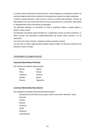 La matriz produce prácticamente toda la lámina y está protegida por el repliegue proximal. La
cutícula protege la lámina de la entrada de microorganismos capaces de originar panadizos.
La lámina ungueal descansa sobre el lecho y termina a la altura del hiponiquio. El lecho se
halla adherido a la cara ventral de la lámina a la que acompaña en su crecimiento. Esto explica
el desplazamiento de los hematomas subungueales.
Las glándulas sebáceas se encuentran en toda la superficie cutánea, excepto palmas y
plantas, anexas al pelo.
Las glándulas sudoríparas están formadas por un glomérulo excretor en dermis profunda y un
túbulo excretor que desemboca independientemente del folículo piloso (ecrinas) o en él
(apocrinas).
Las ecrinas son más numerosas, ubicadas en toda la superficie corporal.
Las apocrinas en axilas, región perianal y genital, aréola, ombligo. Su secreción comienza en la
pubertad y cesa en la vejez.
LESIONES ELEMENTALES
Lesiones Elementales Primarias
Son lesiones que asientan sobre piel sana:
Mácula Pápula
Placa Pústula
Tubérculo Vesícula
Ampolla Nódulo
Escama Vegetación
Lesiones Elementales Secundarias
Son aquéllas que asientan sobre piel previamente dañada:
Soluciones de continuidad: fisura, grieta, erosión, excoriación, ulceración, úlcera
Escamas
Costras
Escaras
Cicatrices
Atrofia
Esclerosis
Liquenificación
14
 