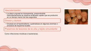 dermatologia generalidades.pptx